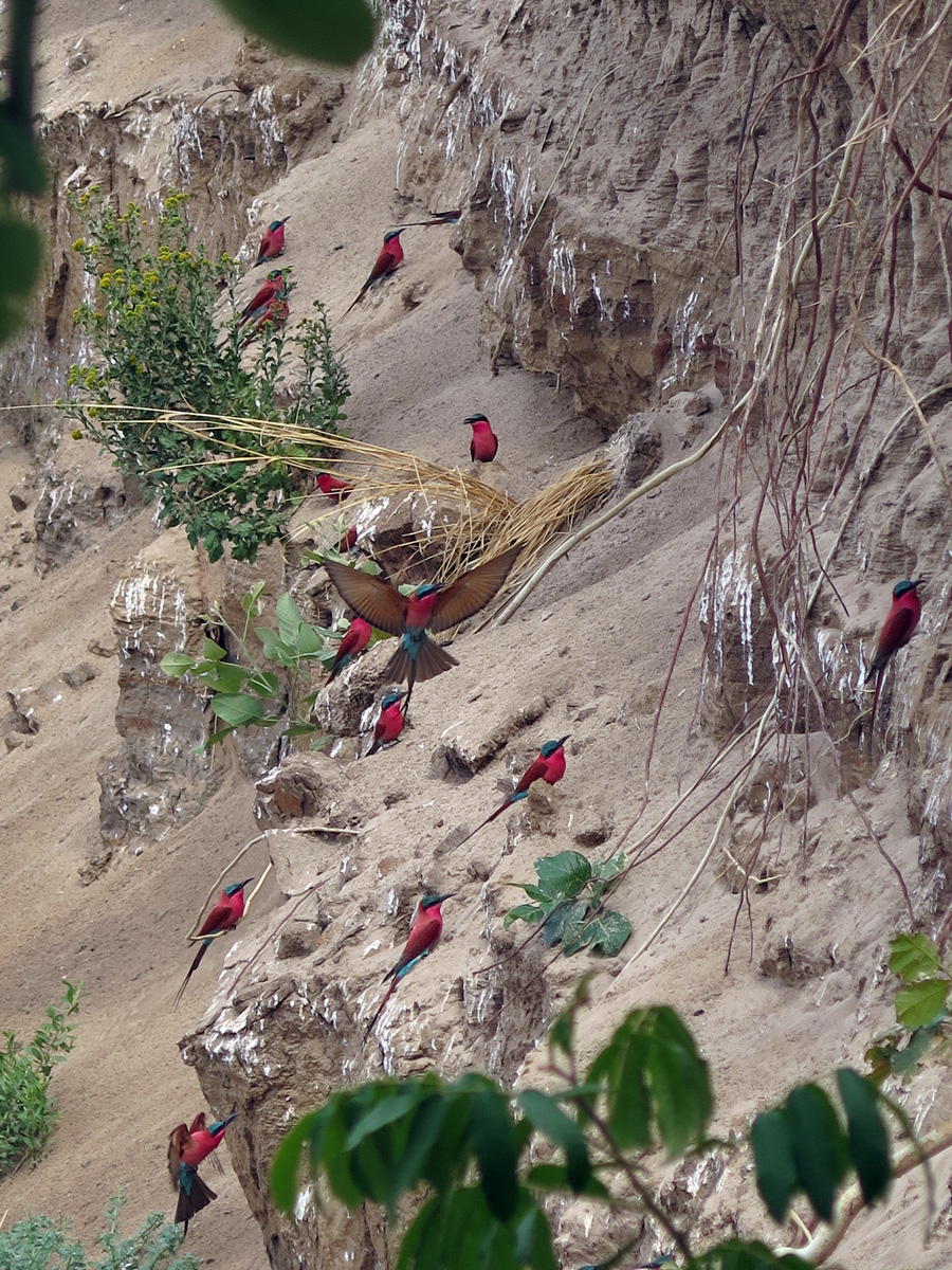 South Luangwa, Bee-eater nests