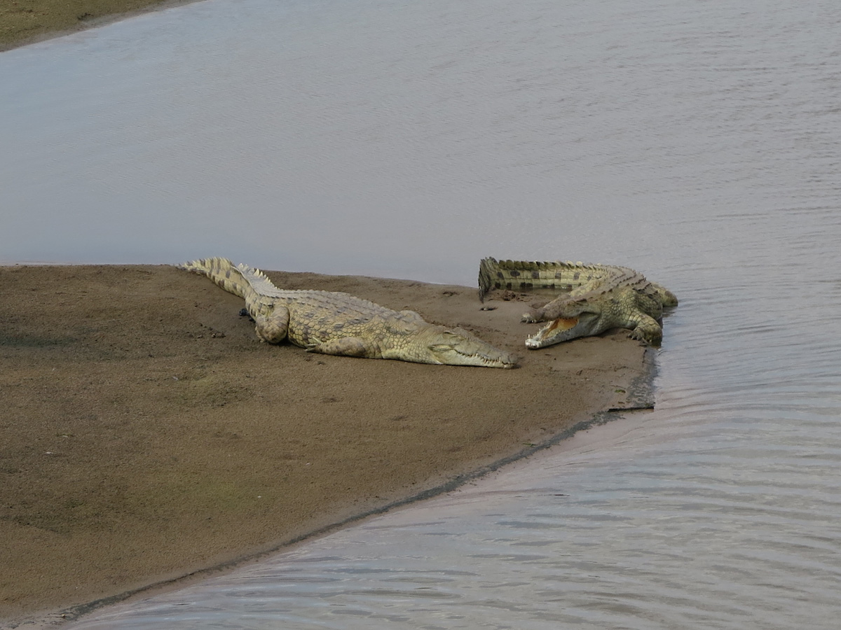 South Luangwa, Snoozing crocodiles