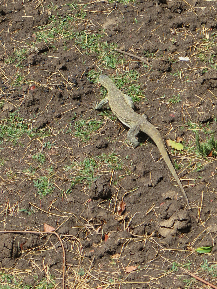 South Luangwa, Monitor lizard