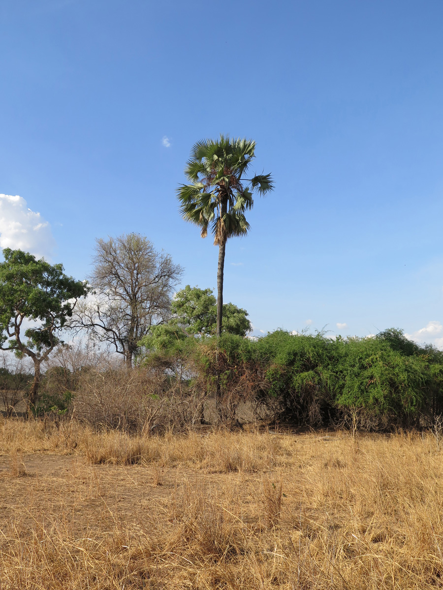 South Luangwa, The one palm tree in the park