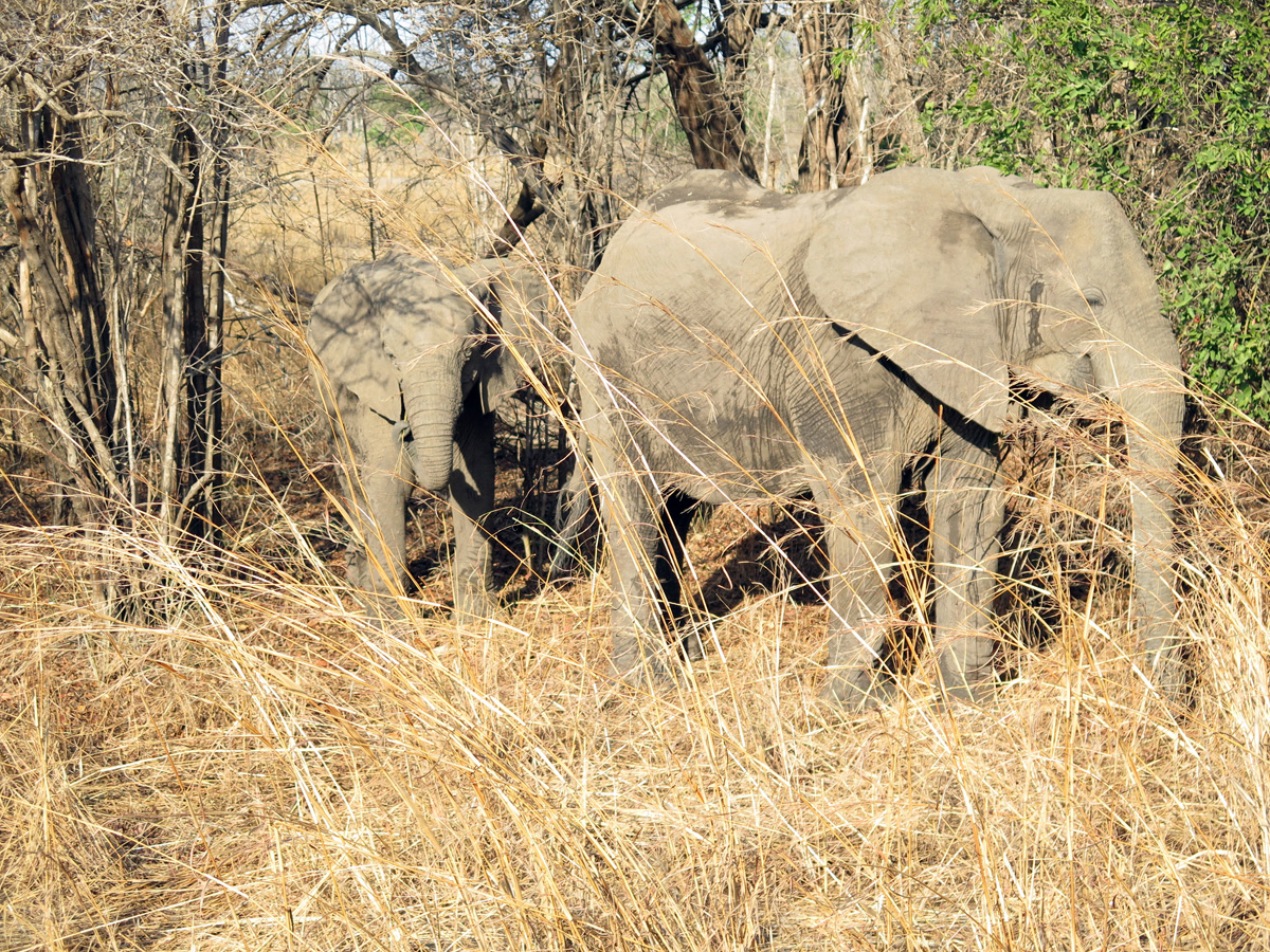 South Luangwa