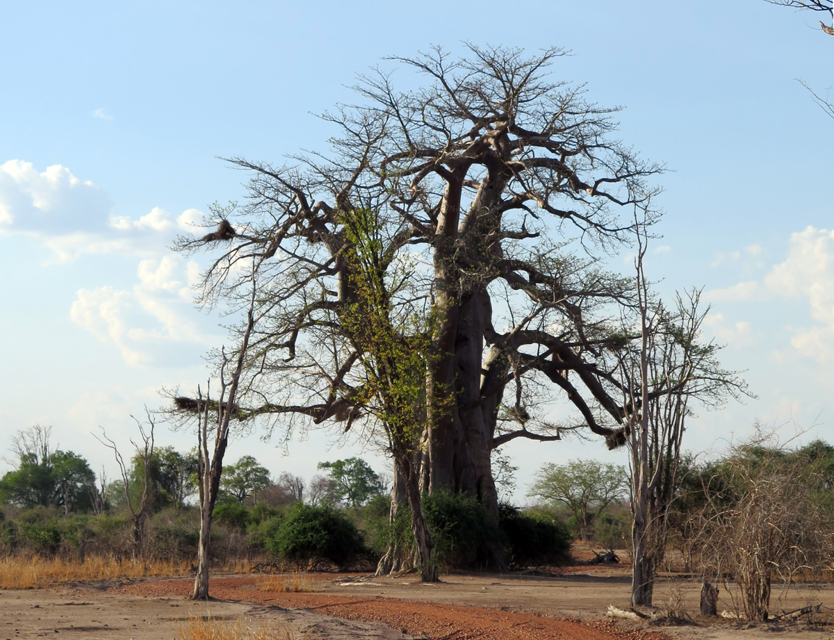 South Luangwa, Baobab Tree