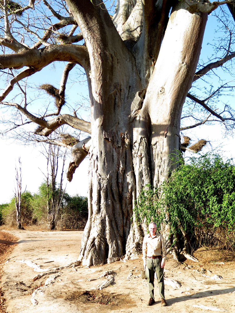 South Luangwa, Scot at baobab tree.