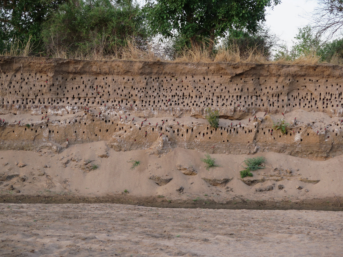 South Luangwa, Bee-Eater Nests