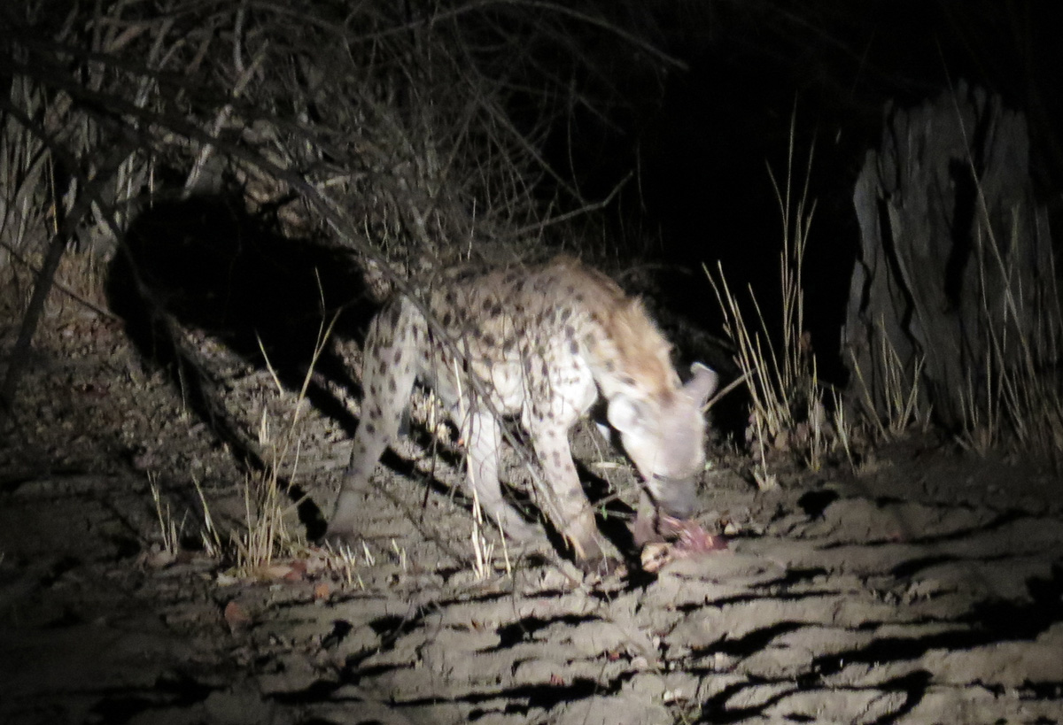South Luangwa, Hyena snacking on a baby antelope