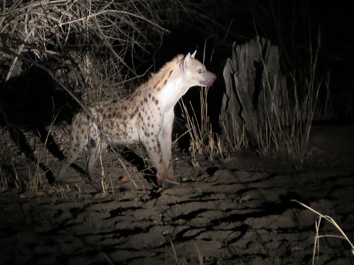 South Luangwa, Spotted Hyena