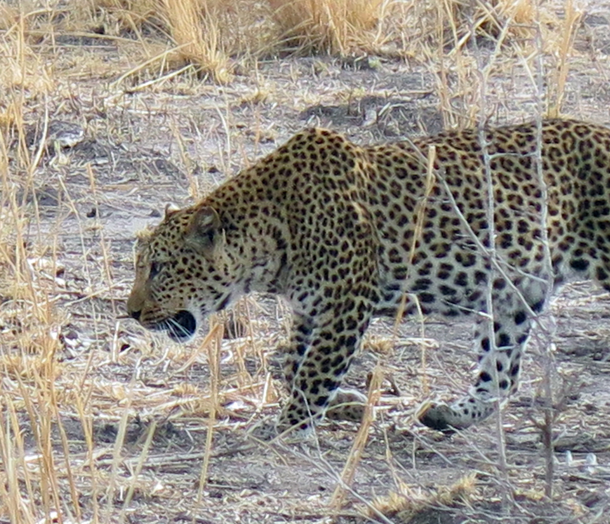 South Luangwa, Daytime leopard