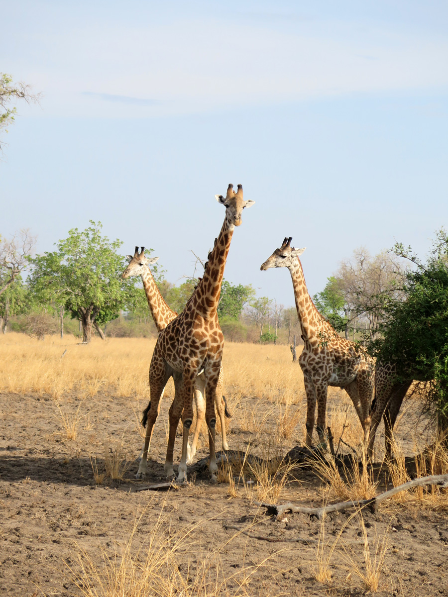 South Luangwa, Curious giraffe