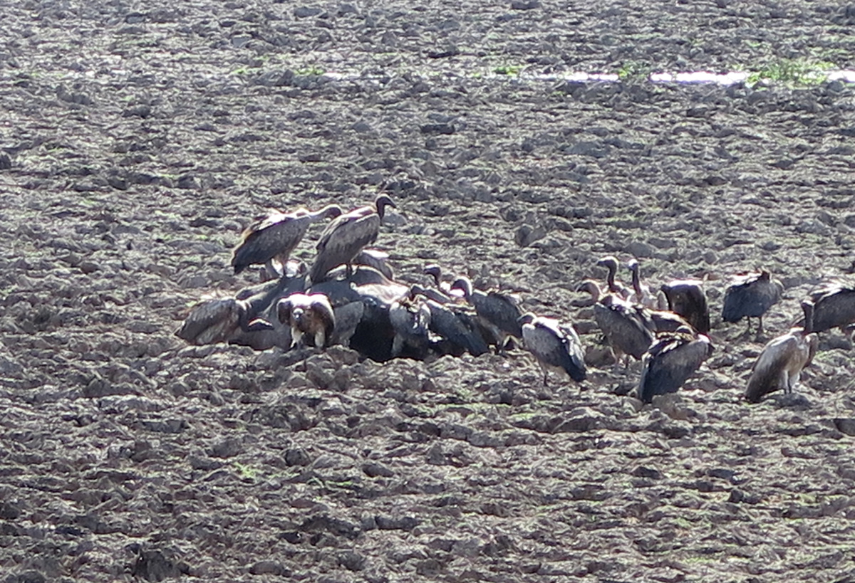 South Luangwa, Vultures feasting on stranded buffalo (Tuesday morning.)