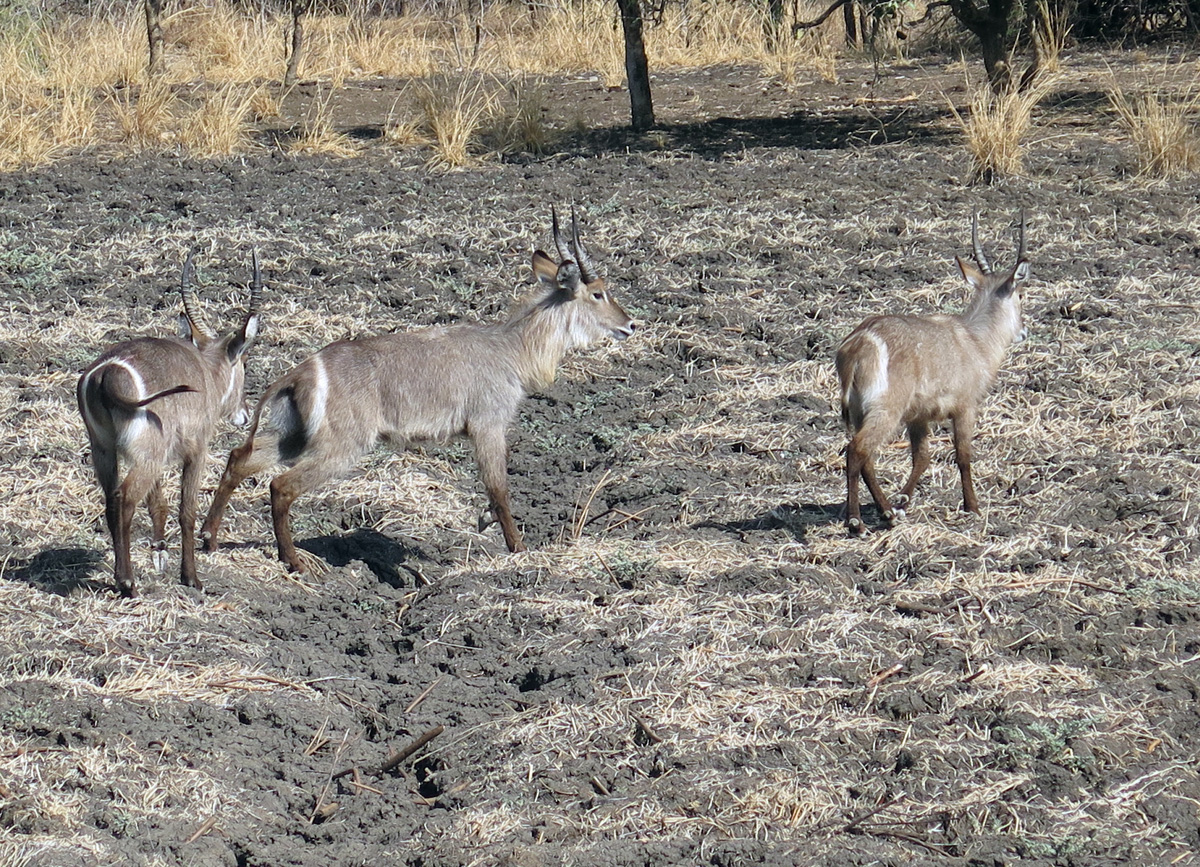 South Luangwa, Waterbuck With "toilet seat" rear markings