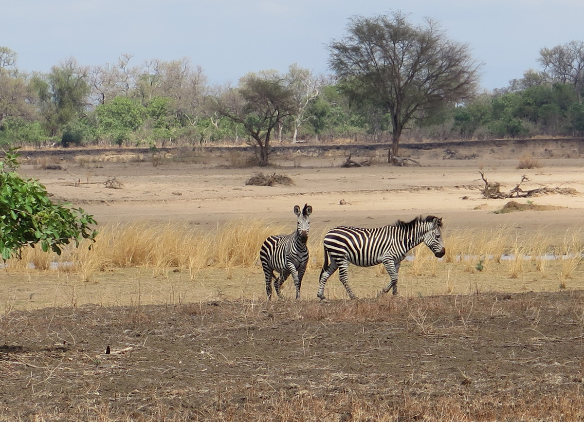 South Luangwa, Scenic zebras