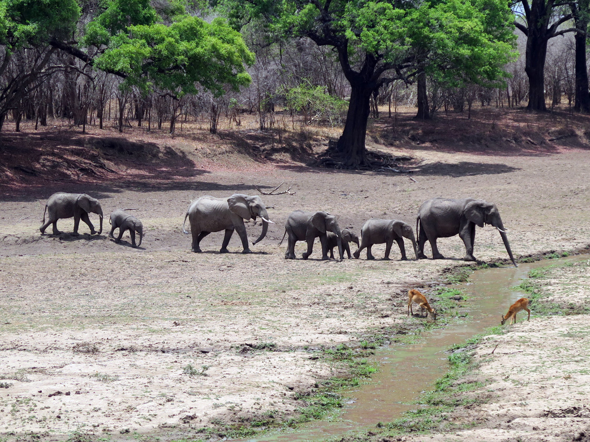 South Luangwa, Elephant clan