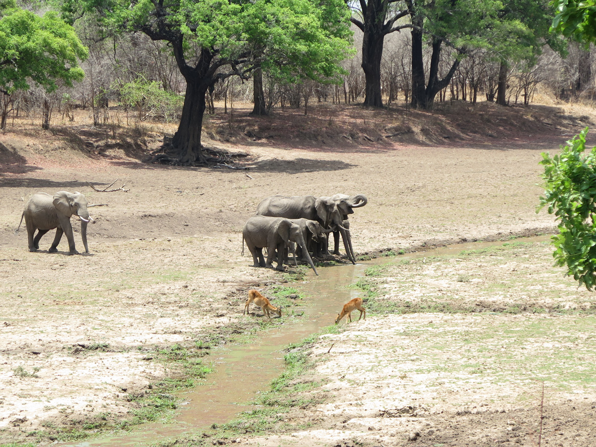 South Luangwa