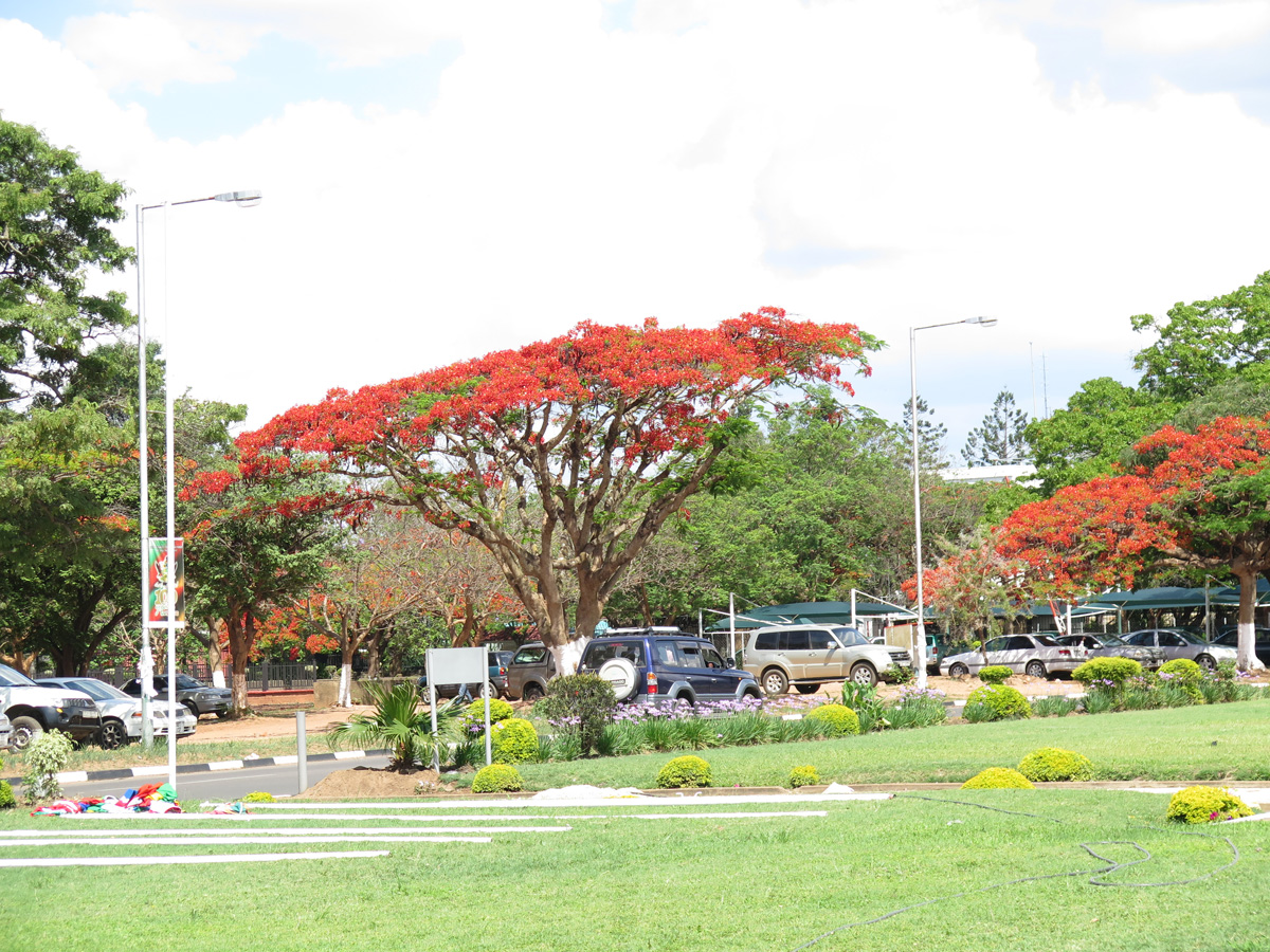 Lusaka, Scenic, but non-indigenous, trees.