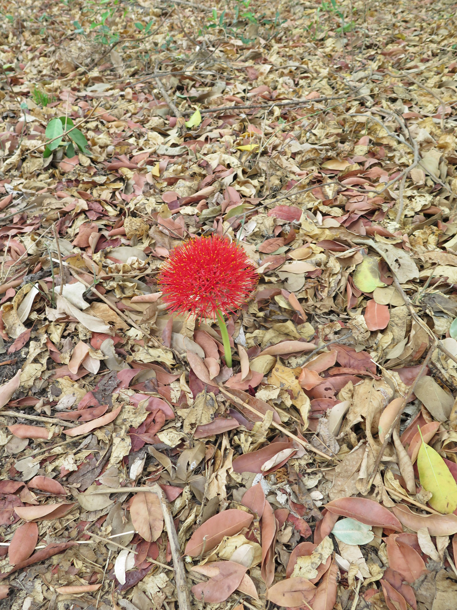 Livingstone Island, Passing flower