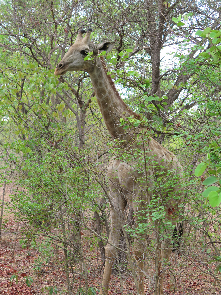 Main Zambia side, Girrafe in hotel grounds!