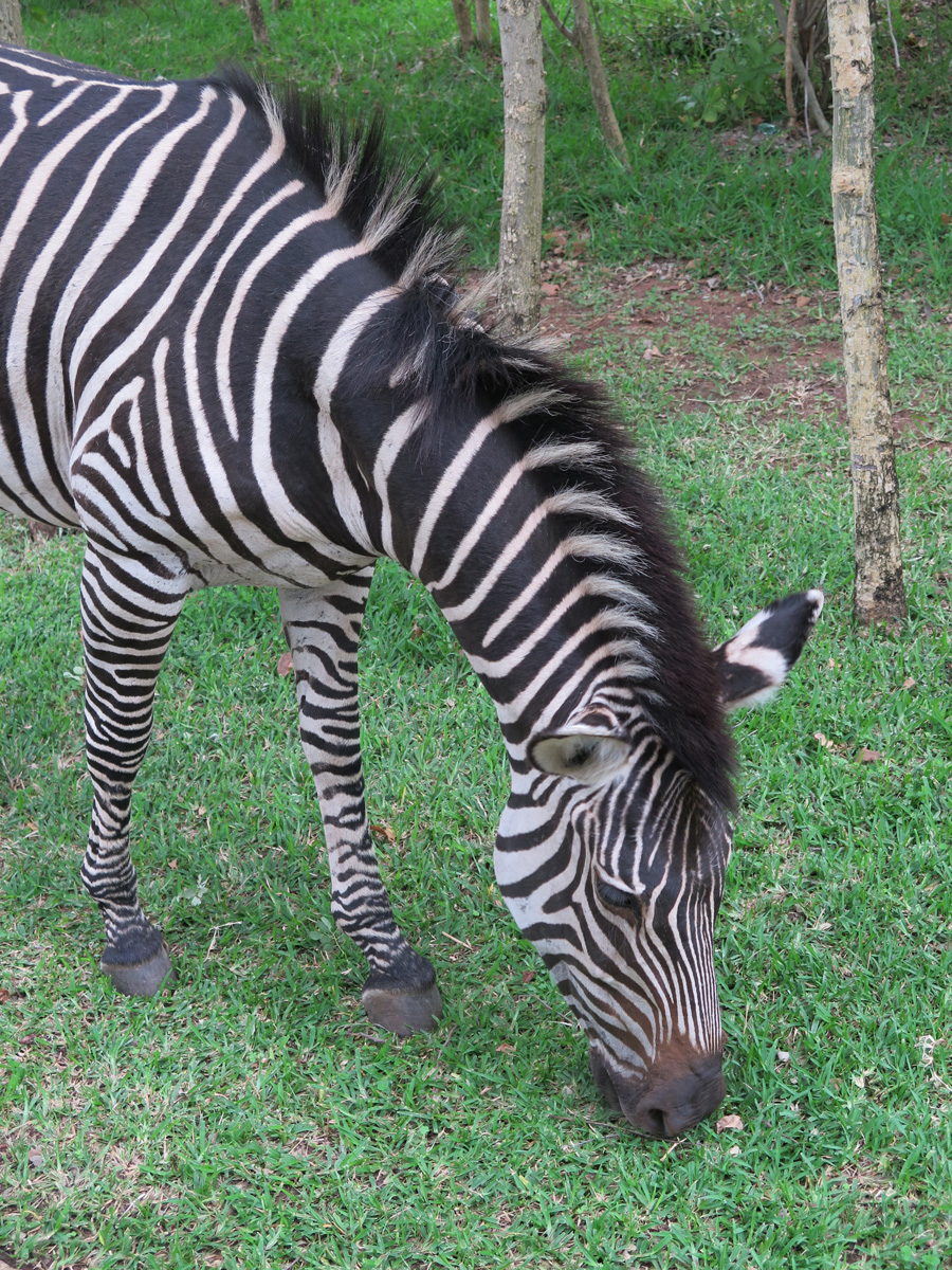 Main Zambia side, Zebra in hotel grounds