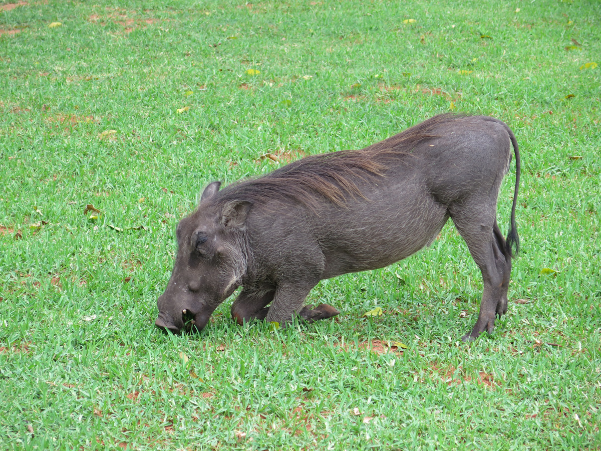 Victoria Falls Hotel, Warthog feeding