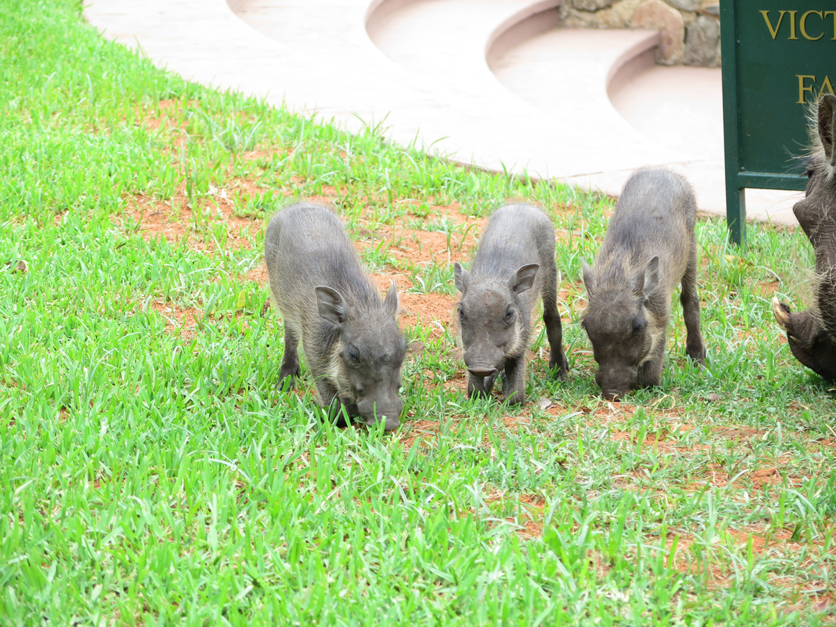 Victoria Falls Hotel, Young warthogs