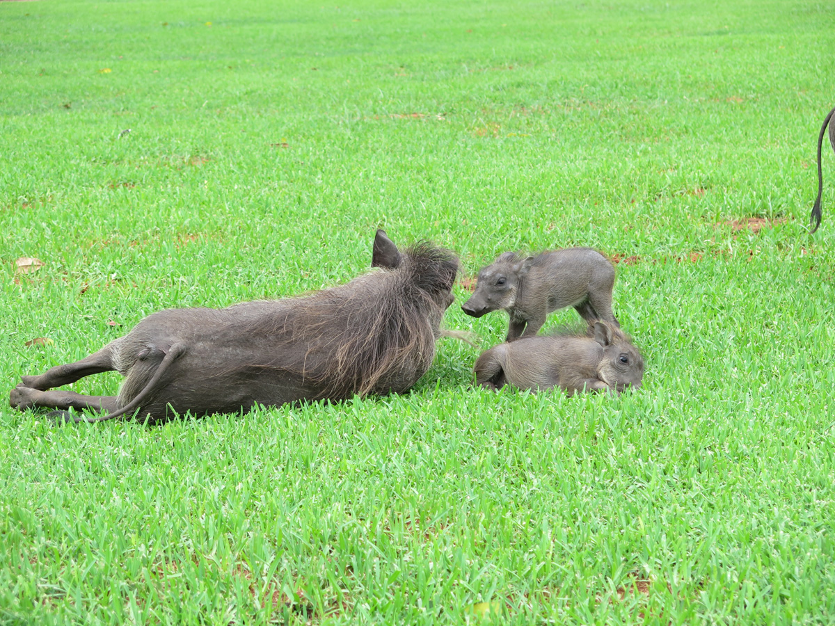 Victoria Falls Hotel, Warthog clan