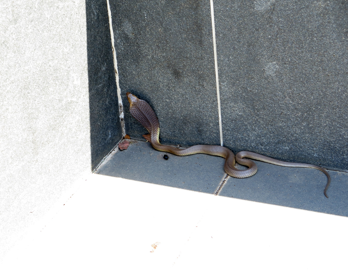 National Heroes Acre, Random cobra?