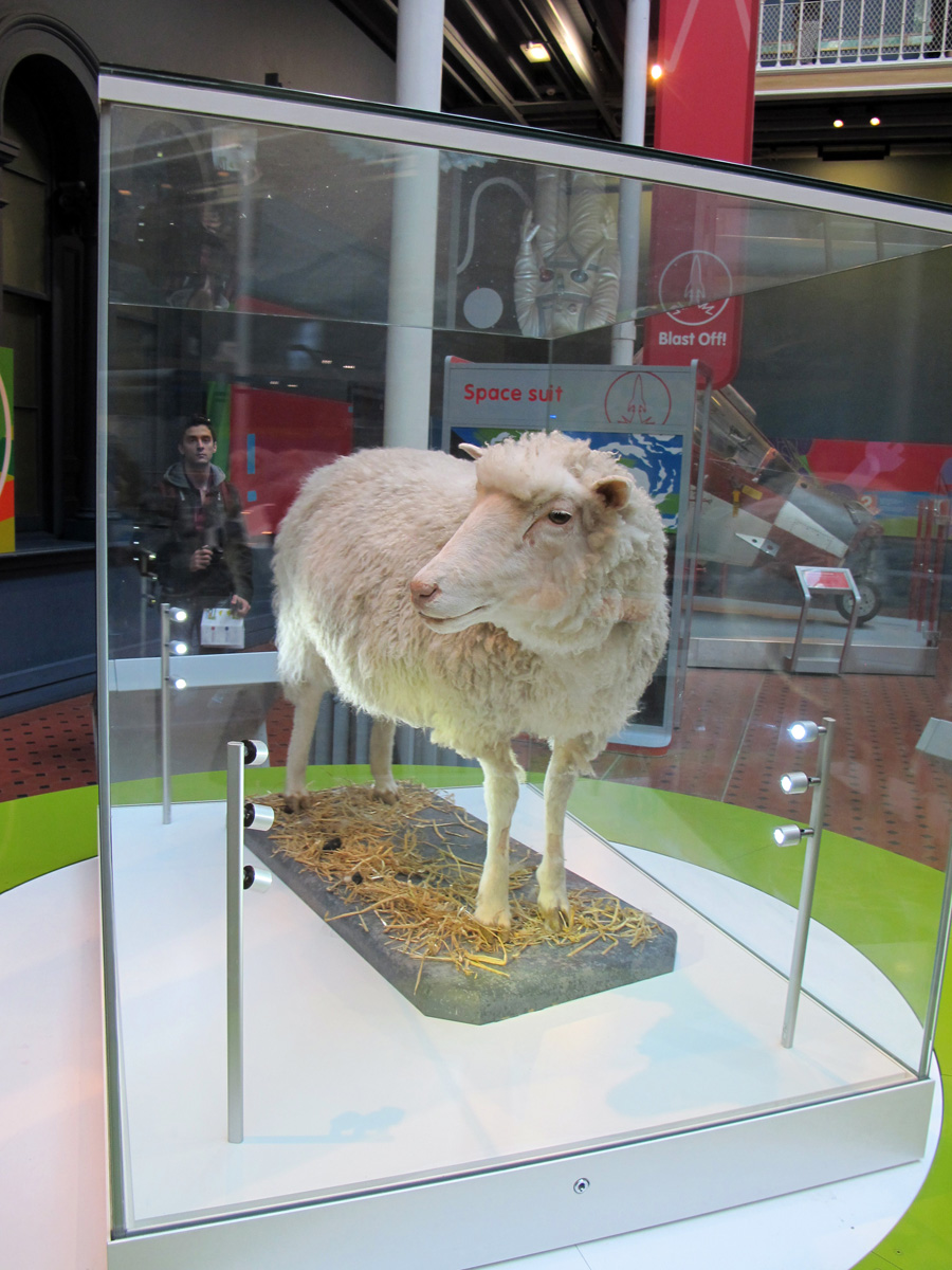 National Museum of Scotland, Dolly the Sheep