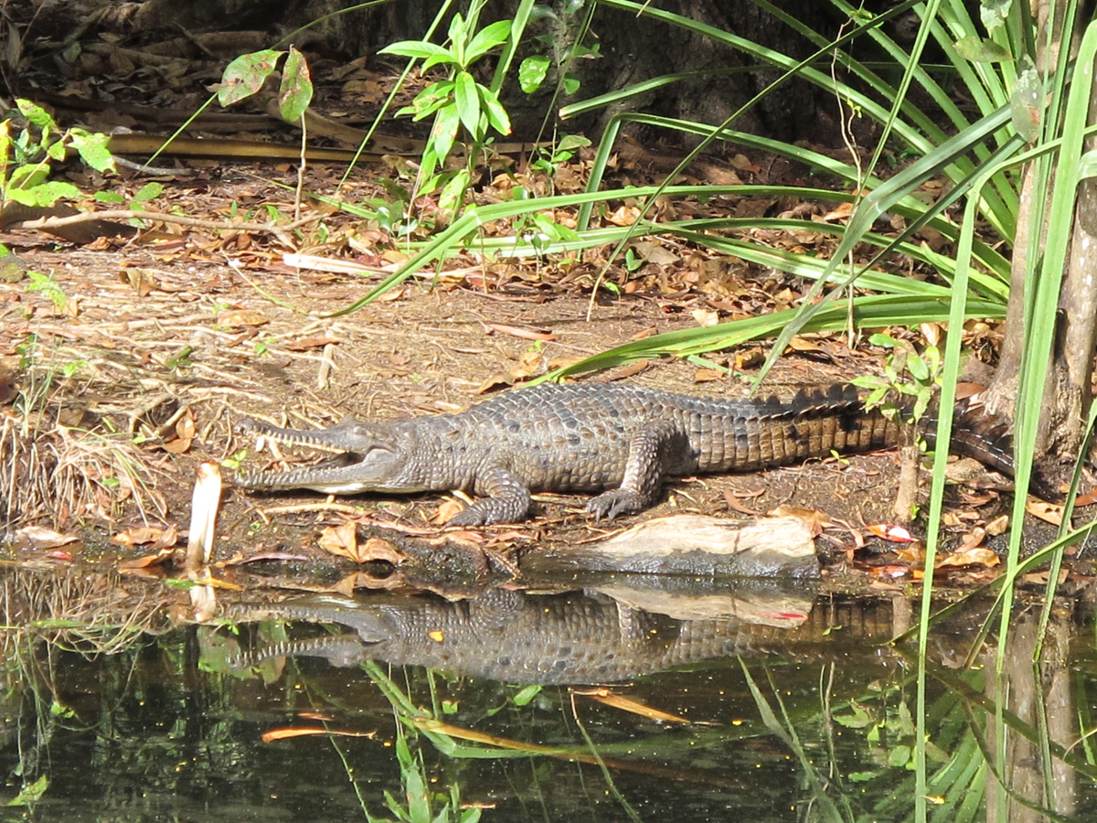 Northern Territory Wildlife Park, Crocodile