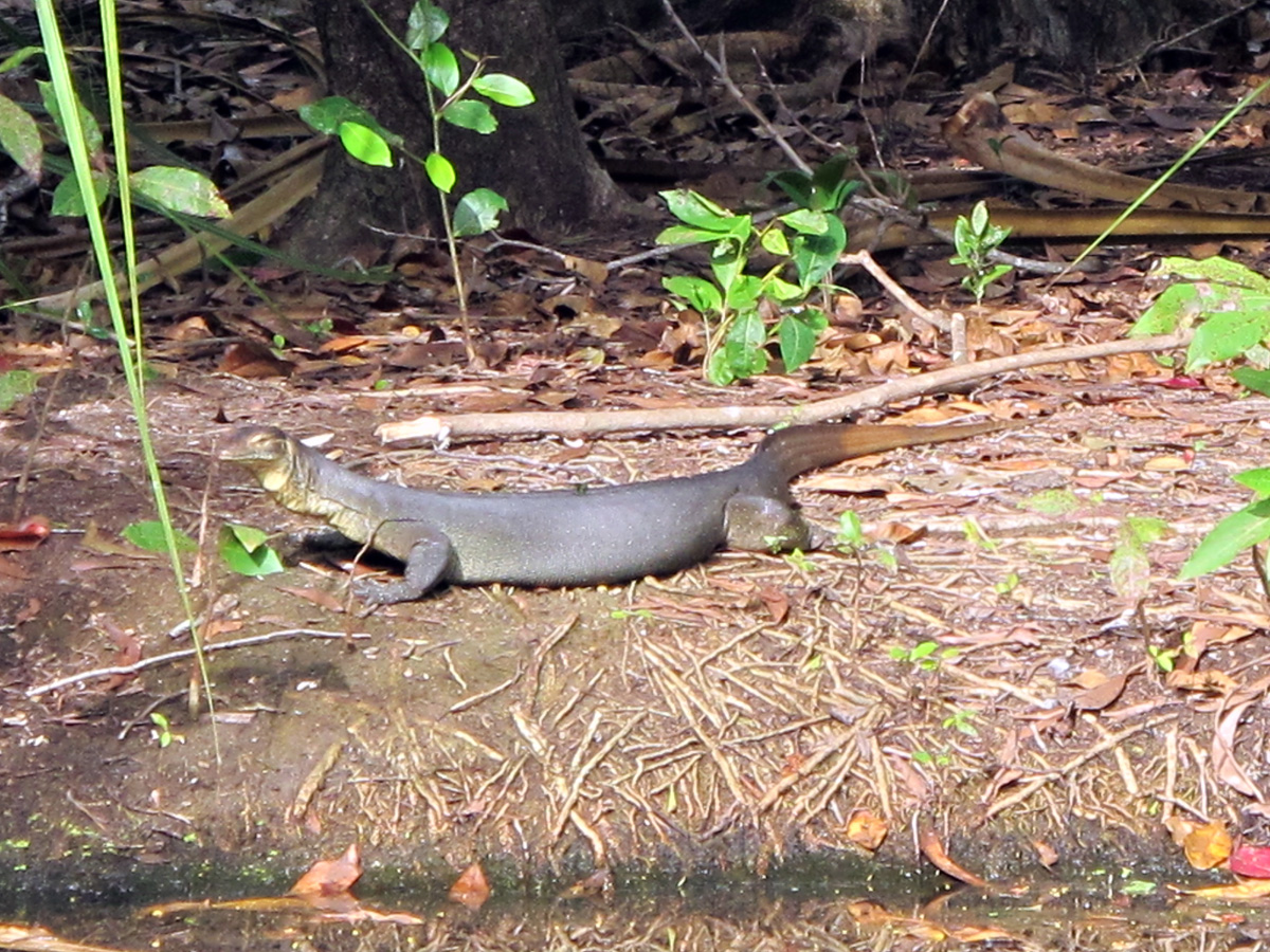 Northern Territory Wildlife Park, Big Monitor Lizard