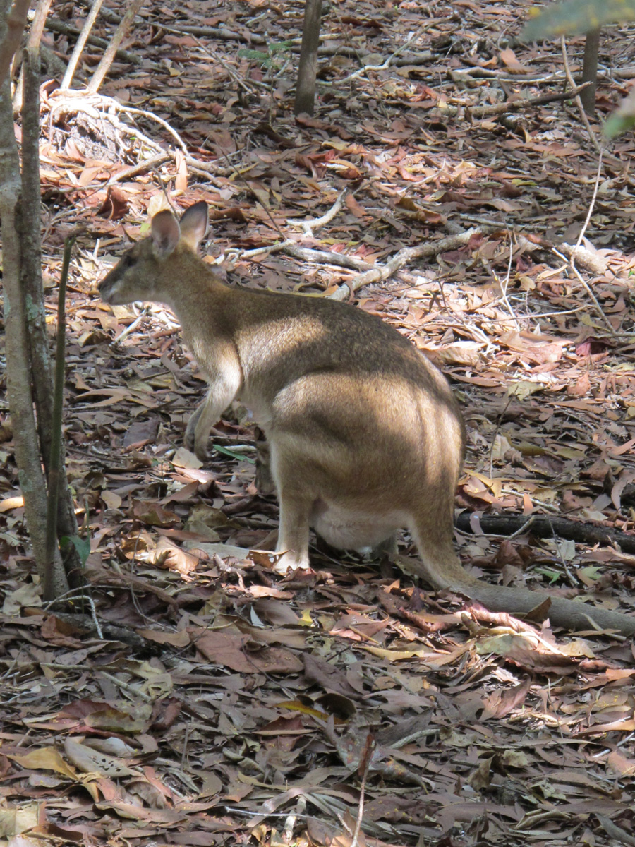 Northern Territory Wildlife Park, Wallaby interloper! Wandering through the park.