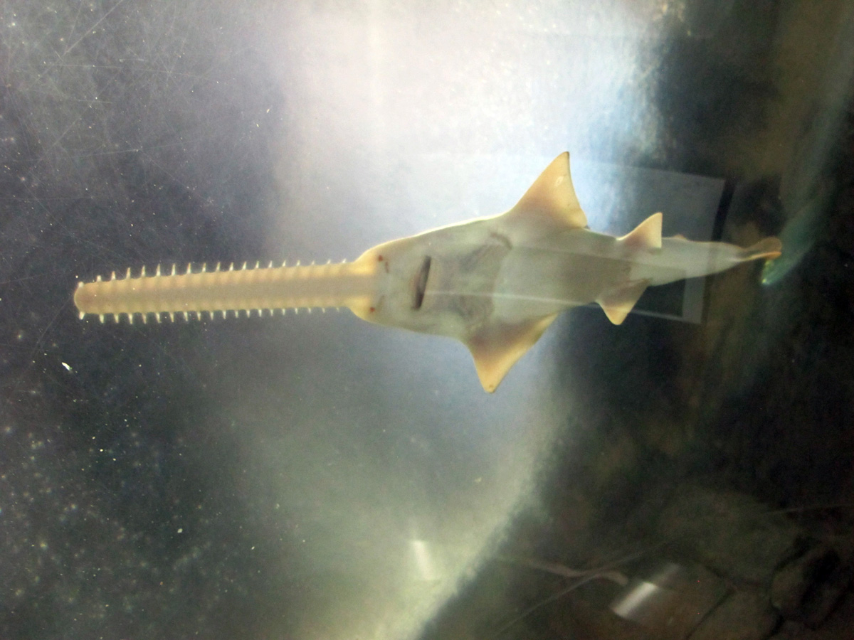 Northern Territory Wildlife Park, Elegant Sawfish