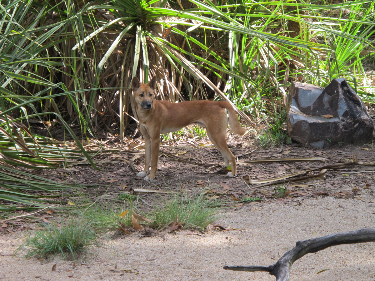 Northern Territory Wildlife Park, Wary, grumpy, Dingo