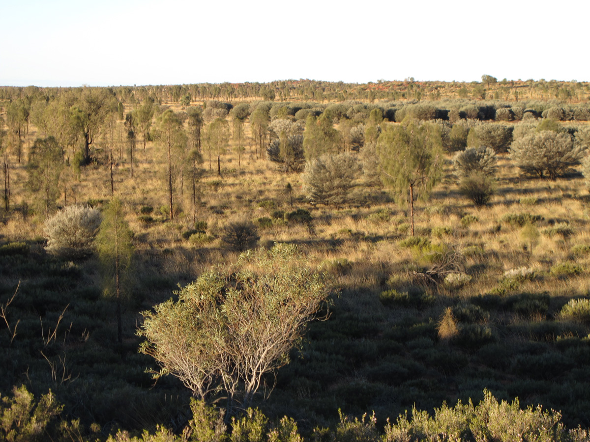 Ayers Rock, Not quite the desert I had expected