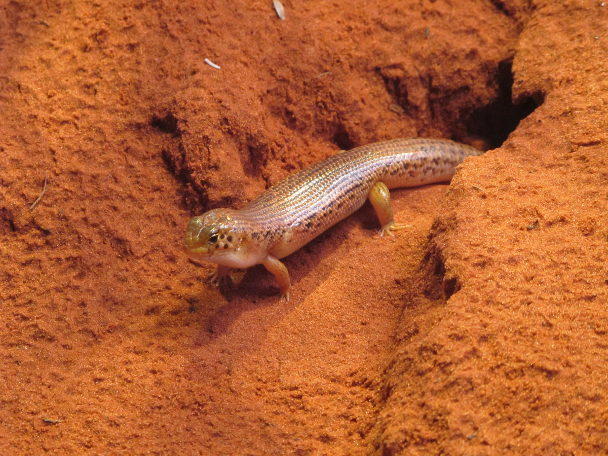 Alice Springs Desert Park, Desert Skink