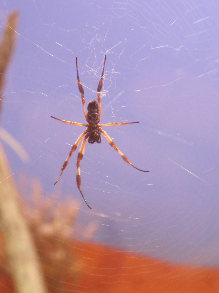 Alice Springs Desert Park, Golden Orb Weaver Spider