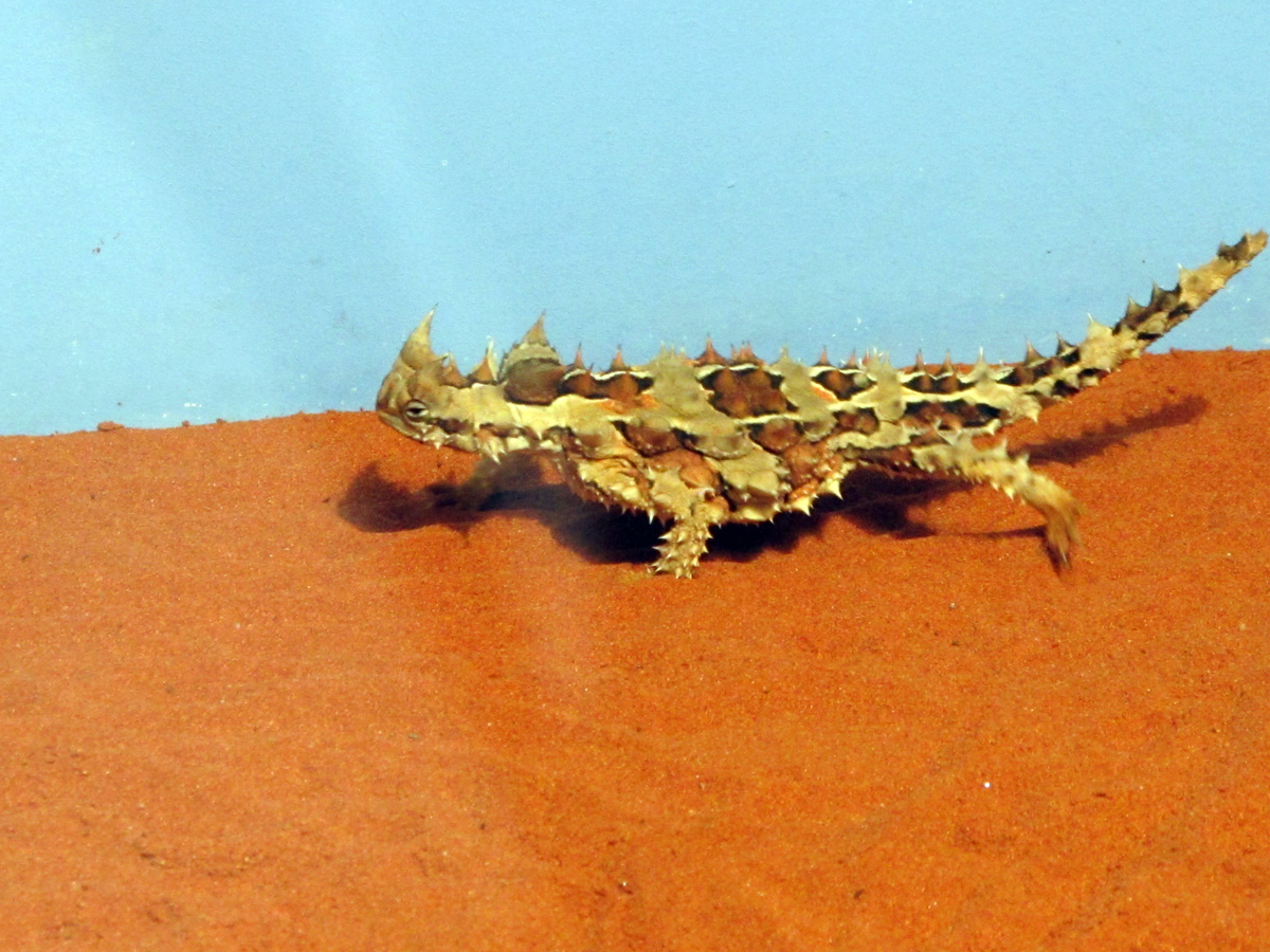 Alice Springs Desert Park, Thorny Devil