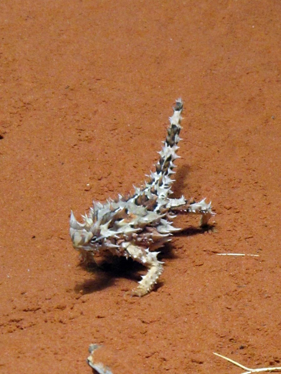 Alice Springs Desert Park, Thorny Devil