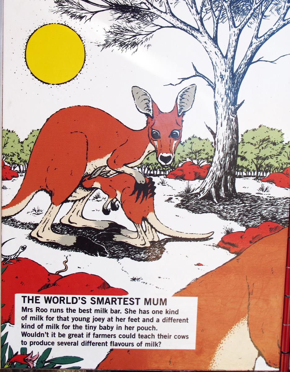 Alice Springs Desert Park, Kangaroo Propaganda