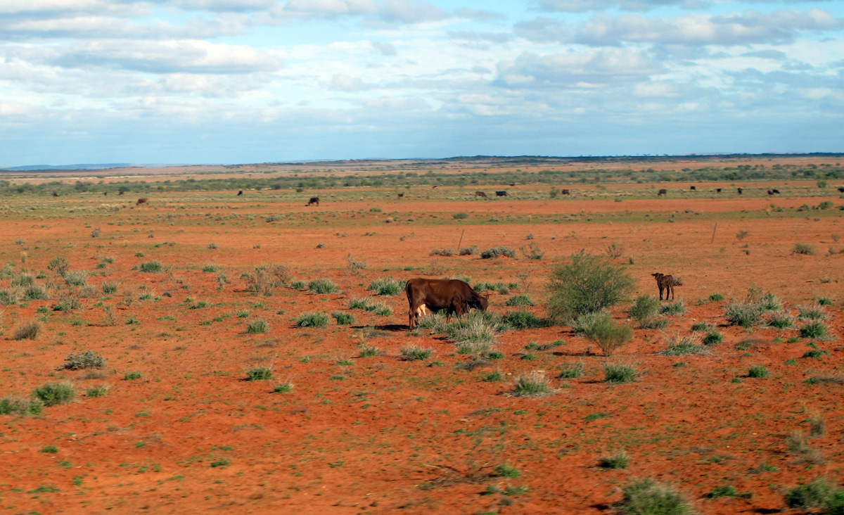 Ghan: Alice to Adelaide, Cattle, 101 miles South of Alice Springs