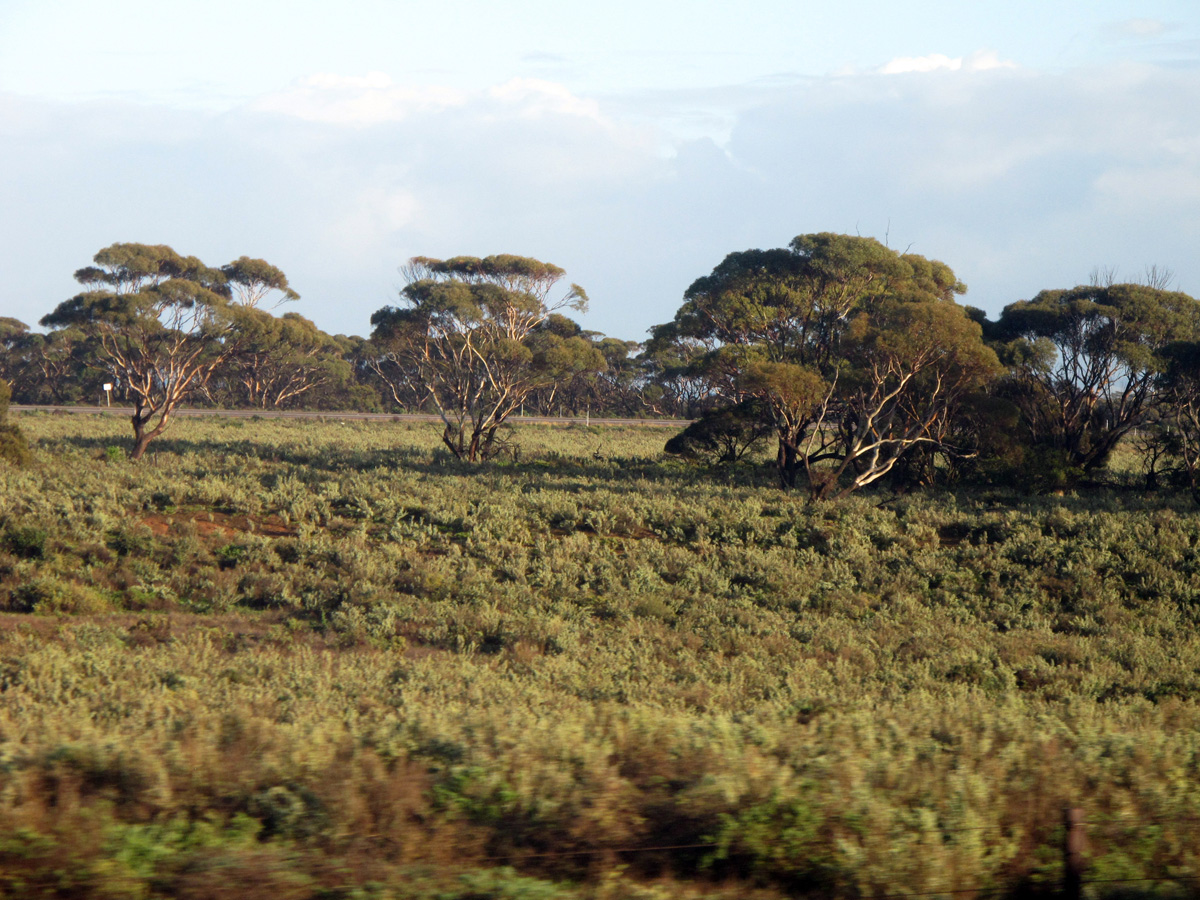 Ghan: Alice to Adelaide, 138 miles North of Adelaide