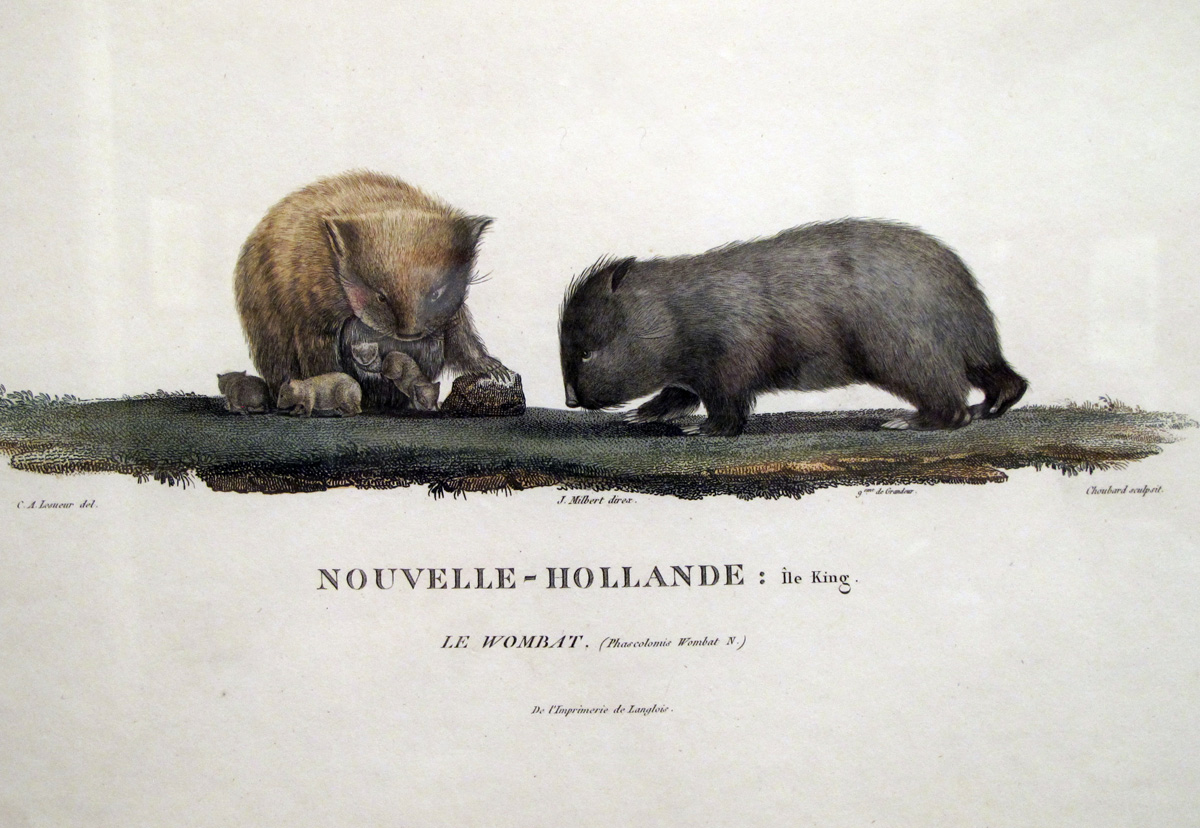 South Australian Maritime Museum, Early wombat pictures!