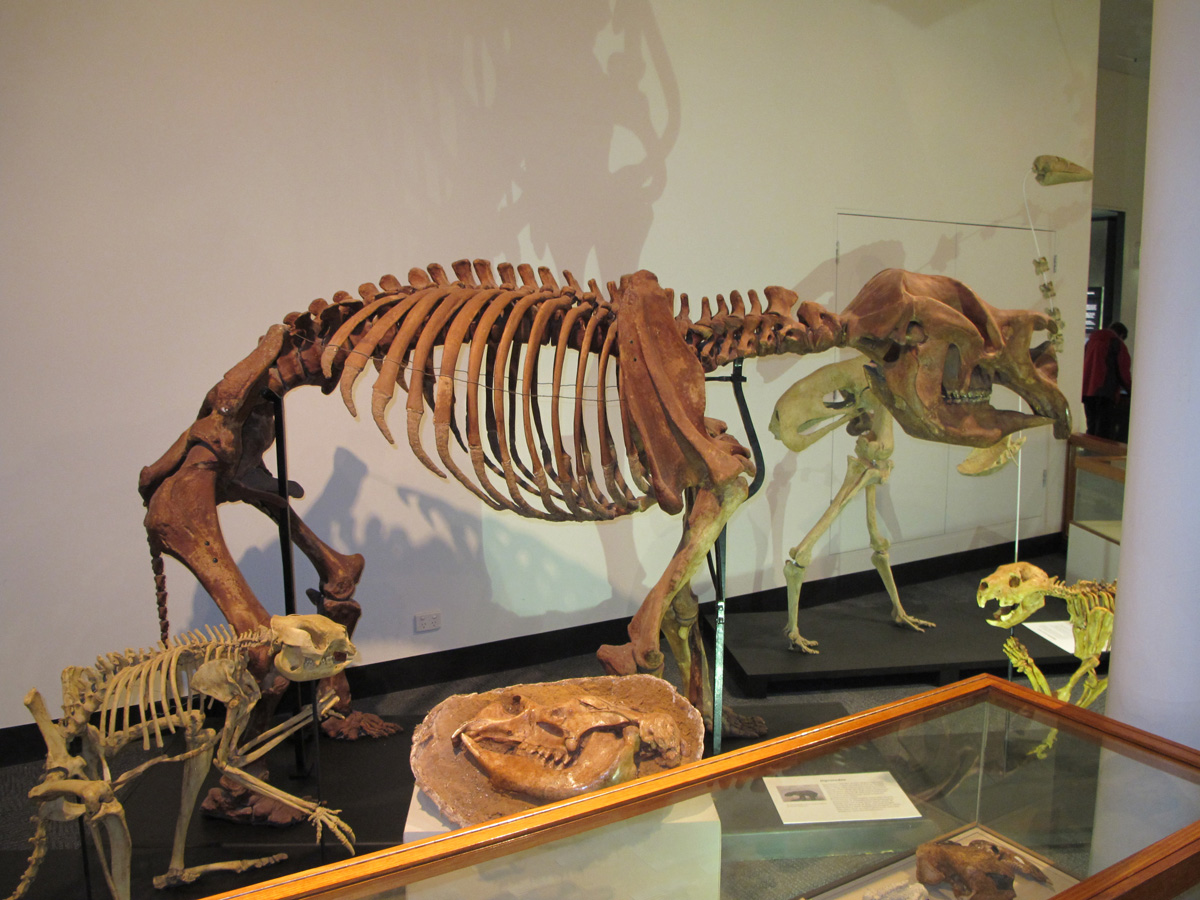 South Australian Museum, Diprotodon skeleton/model