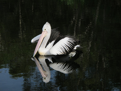 Australian Pelican, Northern Territory Wildlife Park, 2013 Australia (North-South)