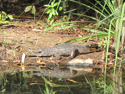 Crocodile, Northern Territory Wildlife Park, 2013 Australia (North-South)