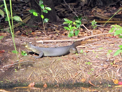 Big Monitor Lizard, Northern Territory Wildlife Park, 2013 Australia (North-South)