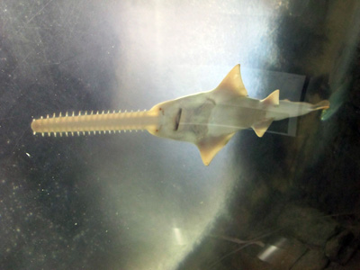Elegant Sawfish, Northern Territory Wildlife Park, 2013 Australia (North-South)