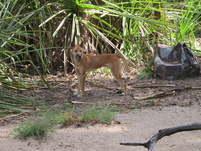Wary, grumpy, Dingo, Northern Territory Wildlife Park, 2013 Australia (North-South)