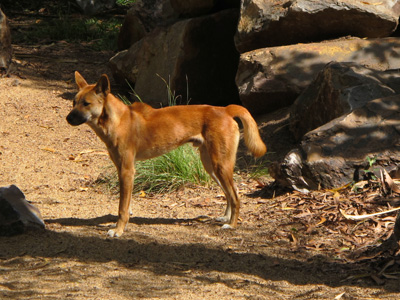 Dingo, Northern Territory Wildlife Park, 2013 Australia (North-South)