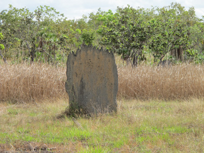Magnetic Termite Mound, Litchfield Park, 2013 Australia (North-South)