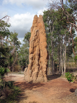 Cathedral Termite Mound Around 5m high, around 50 years old., Litchfield Park, 2013 Australia (North-South)