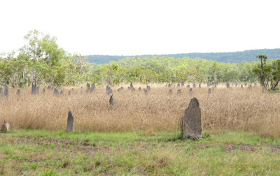 Magnetic termite mounds Like an abandoned graveyard., Litchfield Park, 2013 Australia (North-South)